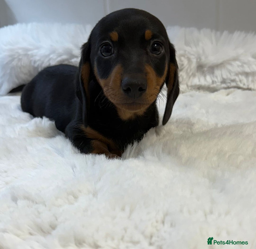 Miniature Dachshund dogs for sale: 2 stunning miniature dachshund puppy’s  - Image 9