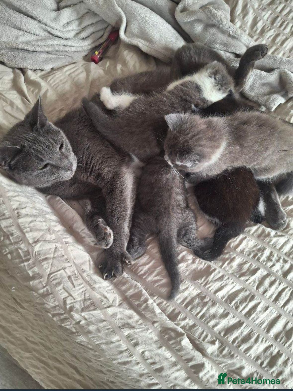 Mixed Breed cats Kute kitten - Advert 1