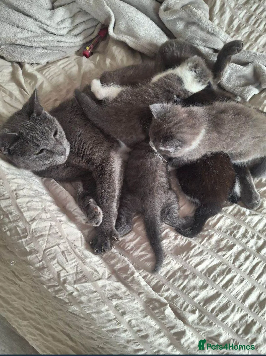 Mixed Breed cats for sale: Kute kitten in Manchester - Advert 1