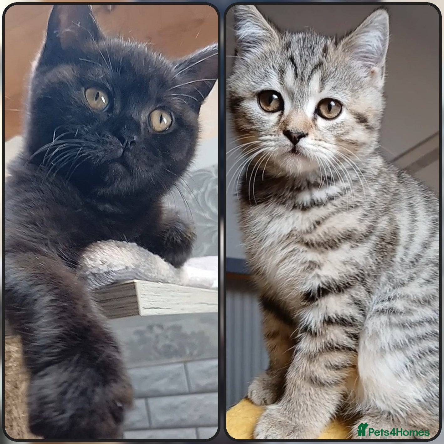 Mixed Breed cats British kittens 🎀 - Advert 5