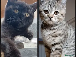 Mixed Breed cats British kittens 🎀 - Advert 5