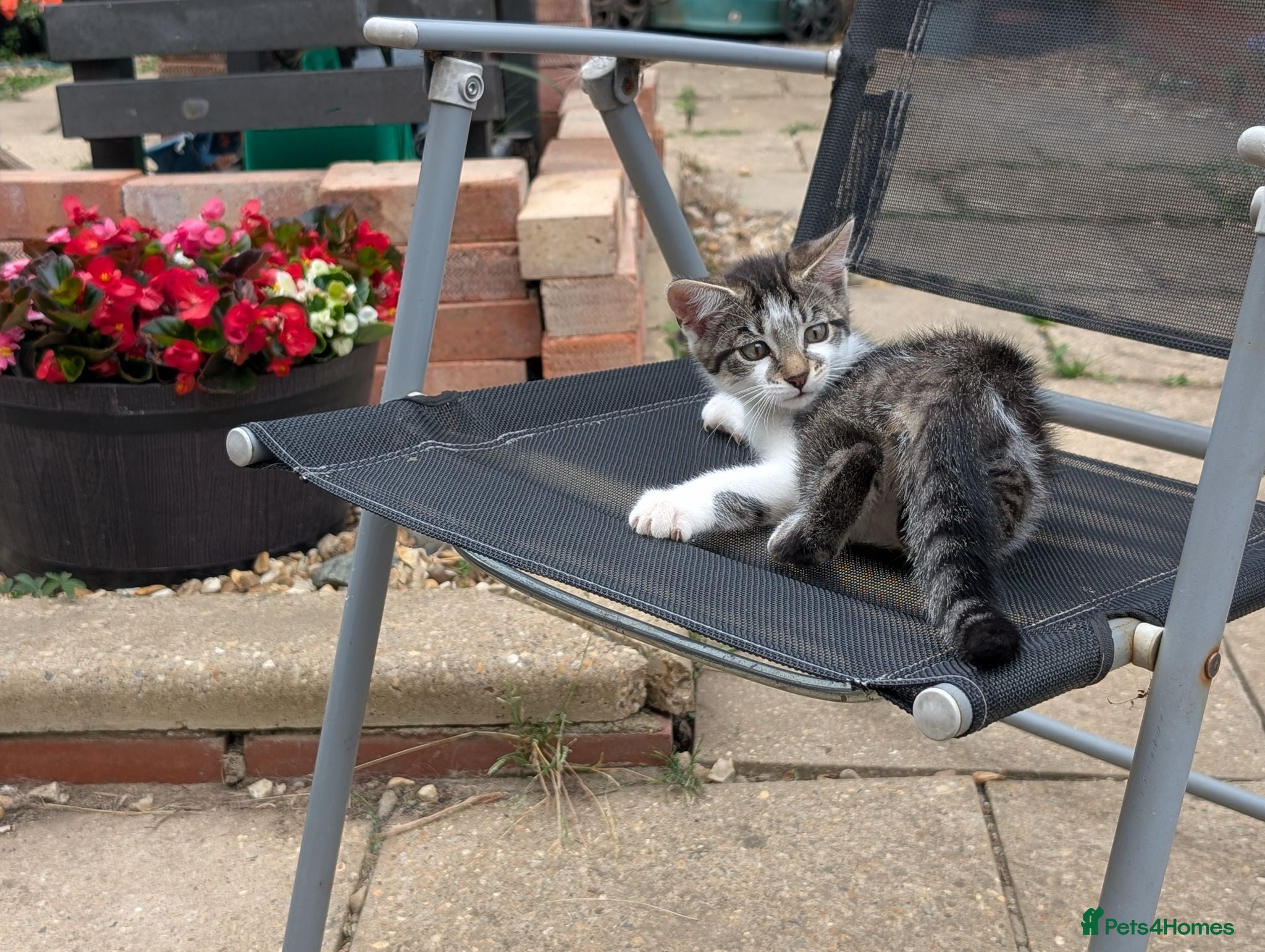 Mixed Breed cats Beautiful kittens - one tabby and white girl left - Advert 2