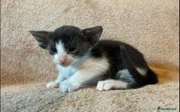 Oriental cats for sale: Gorgeous GCCF reg Orientals For Sale  - Image 2