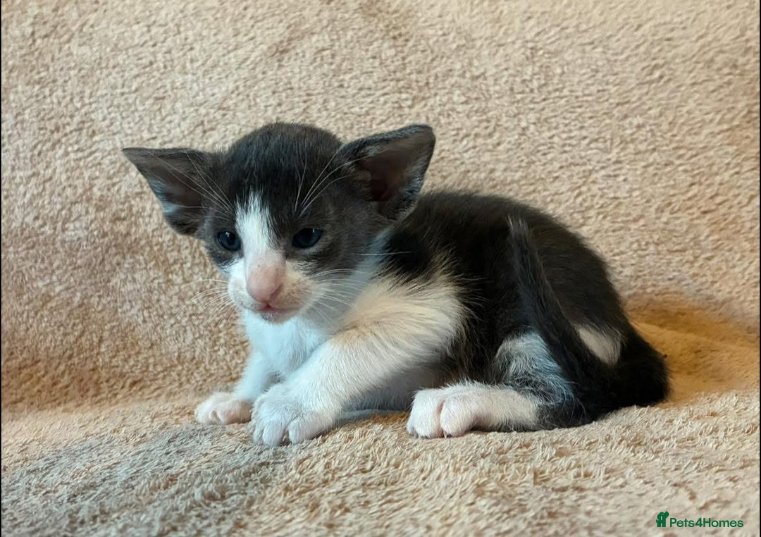 Oriental cats for sale: Gorgeous GCCF reg Orientals For Sale  - Image 2