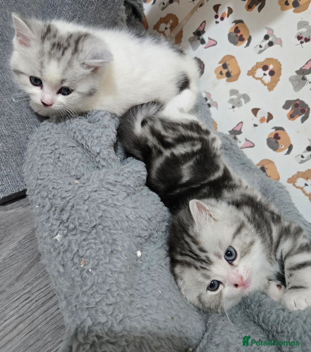 Brazilian Shorthair cats for sale: British shorthair x Persian  - Advert 4