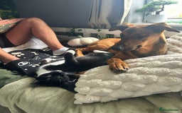 Mixed Breed dogs for sale: Friendly girl - Image 5