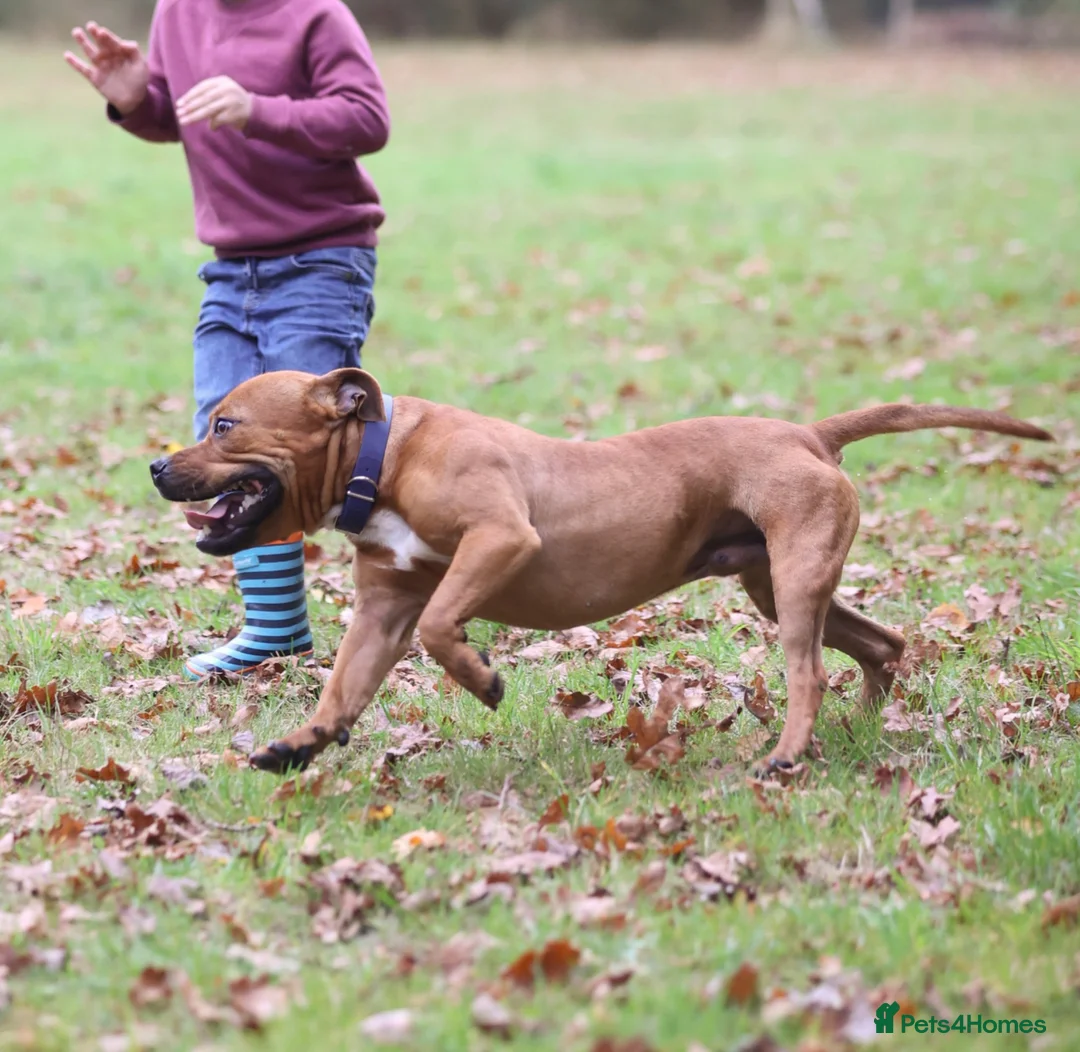 Staffordshire Bull Terrier dogs for sale: Staffy boy - Advert 3