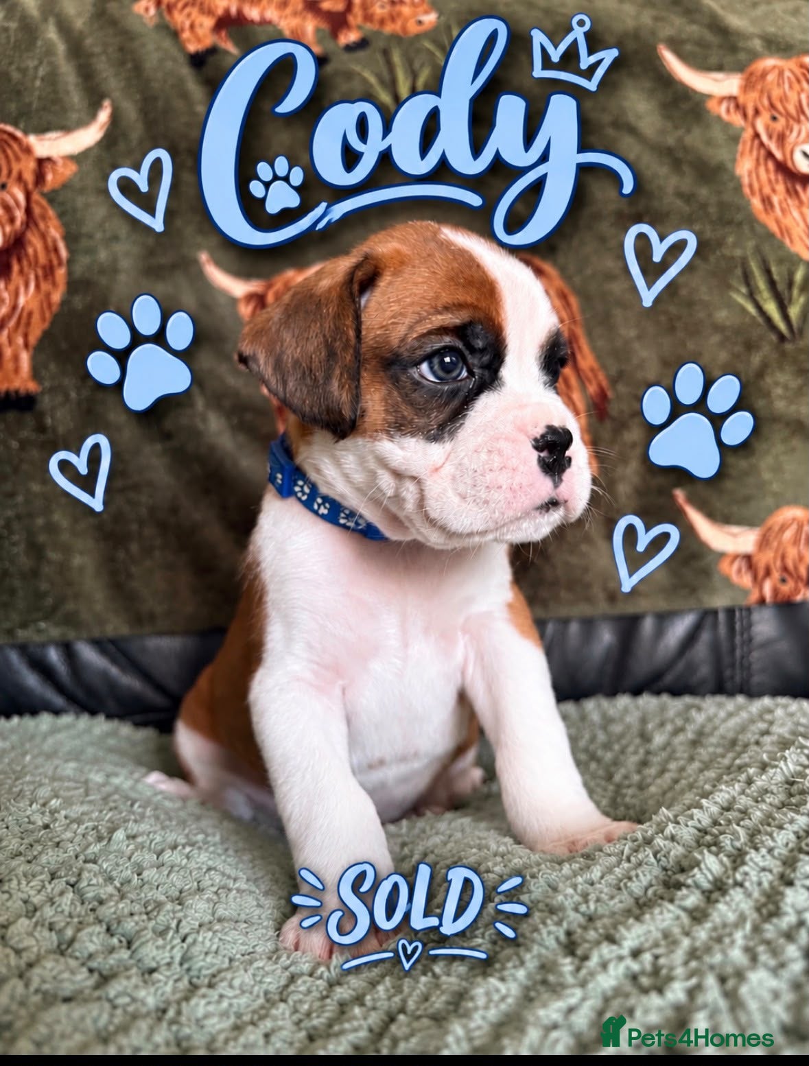 Boxer dogs Beautiful Boxer Puppies for Sale - Advert 2