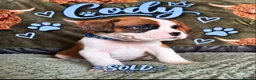 Boxer dogs for sale: Beautiful Boxer Puppies for Sale in Stirling - Advert 1