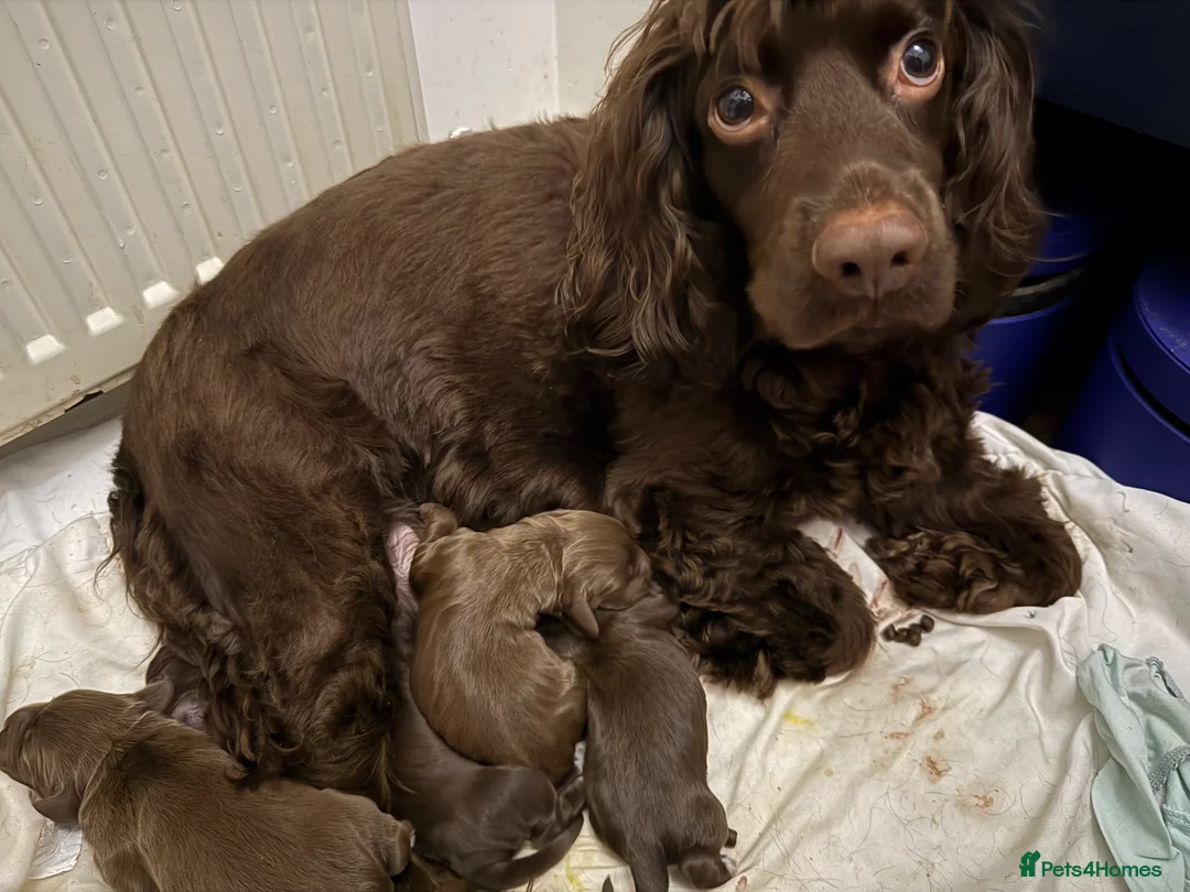 Cocker Spaniel dogs for sale: Stunning cocker spaniel pups - Advert 2