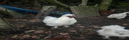 Chickens poultry for sale: Pure white silky male- proven breeder.  - Advert 9