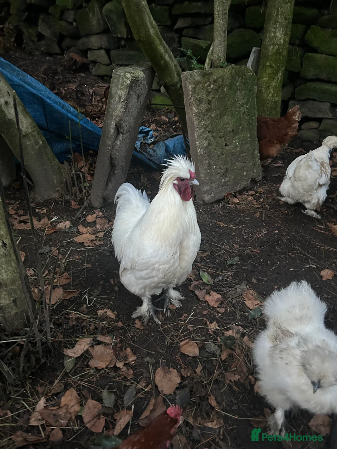 Chickens poultry for sale: Pure white silky male- proven breeder.  - Advert 9