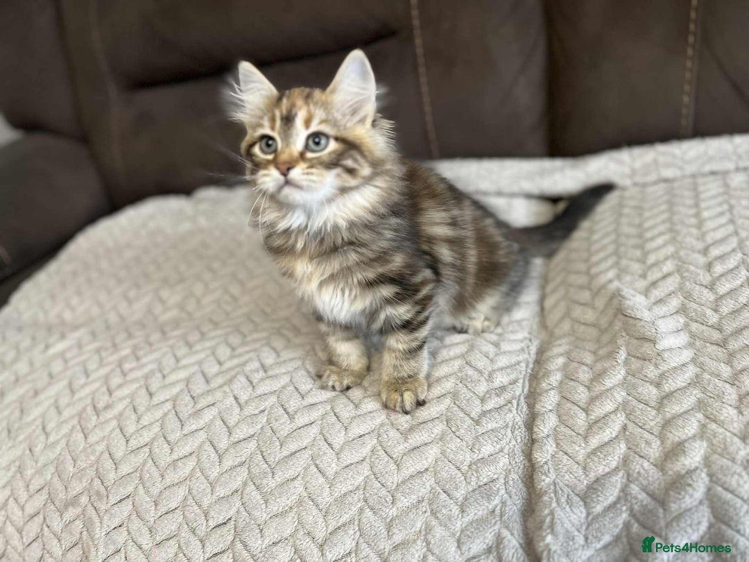 Siberian cats for sale: Purebred- Hypoallergenic Siberian Kittens - Image 33