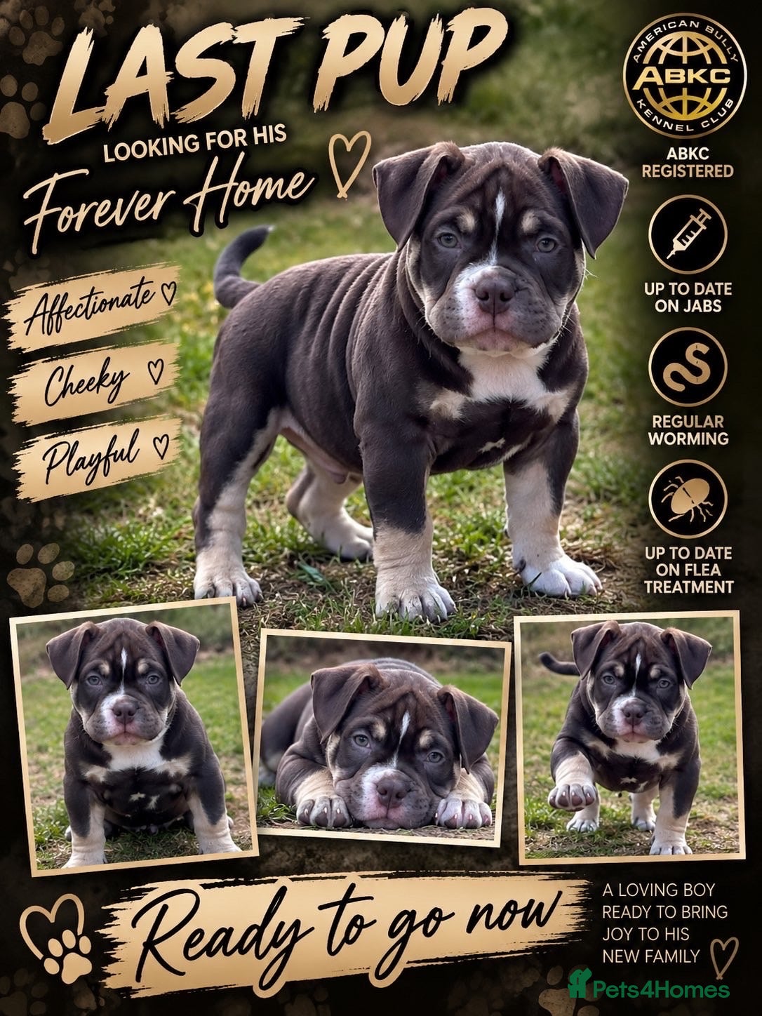 American Bully dogs 🌟 last 2 price drop 🌟 Pocket bully pups 😍🐶🏆  - Advert 3