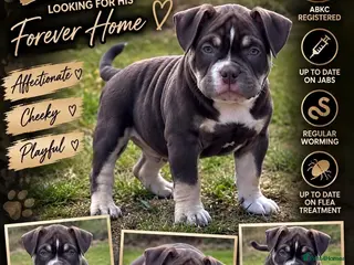 American Bully dogs 🌟 last 2 price drop 🌟 Pocket bully pups 😍🐶🏆 - Advert 3