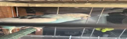 Budgerigars birds for sale: Baby budgies 10 weeks old  - Advert 6