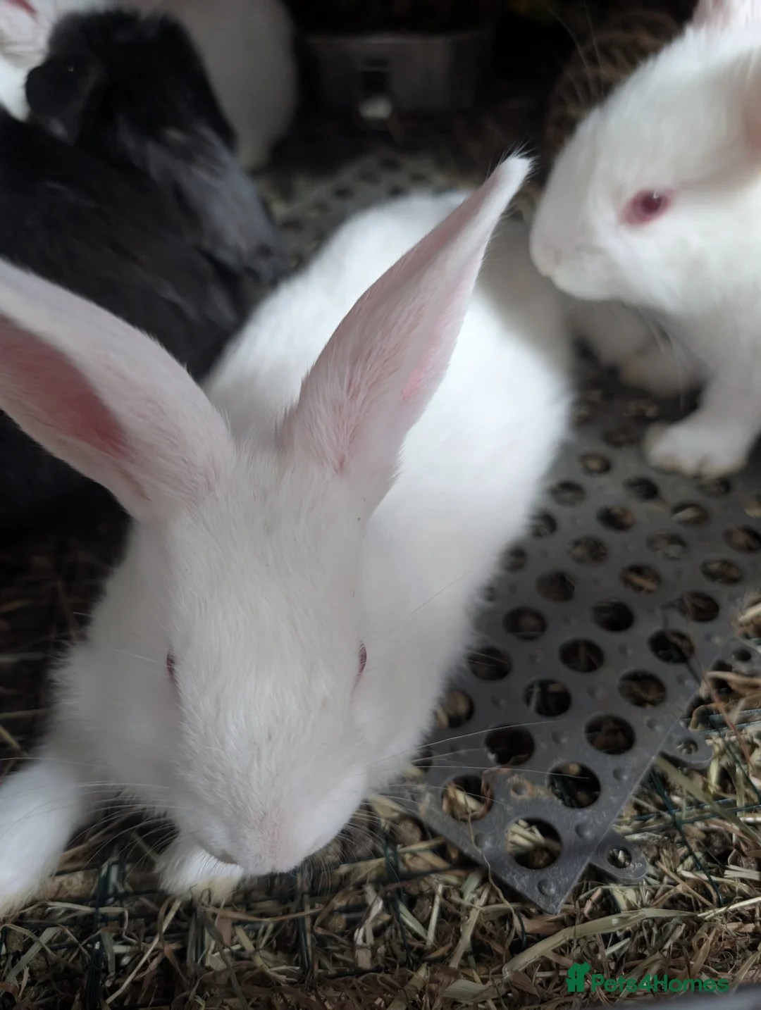 New Zealand rabbits for sale: REW new Zealand rabbits - Advert 3