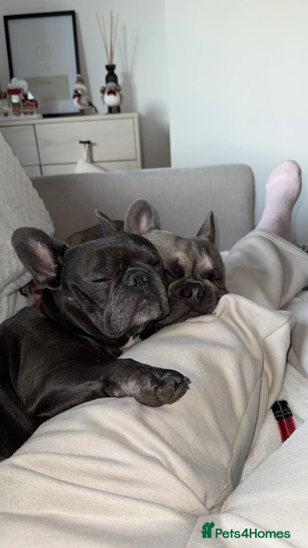 French Bulldog dogs for sale: 2 Male French Bulldogs - Advert 8