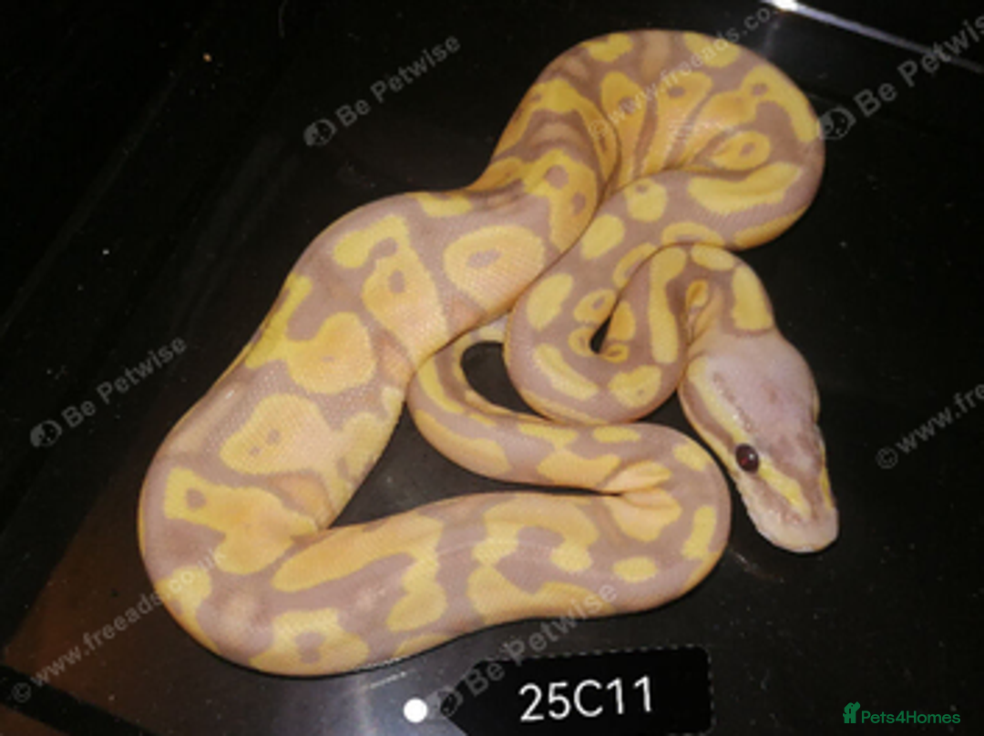 Python Snake reptiles for sale: Royal Python babies - Advert 6