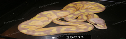 Python Snake reptiles for sale: Royal Python babies - Advert 4