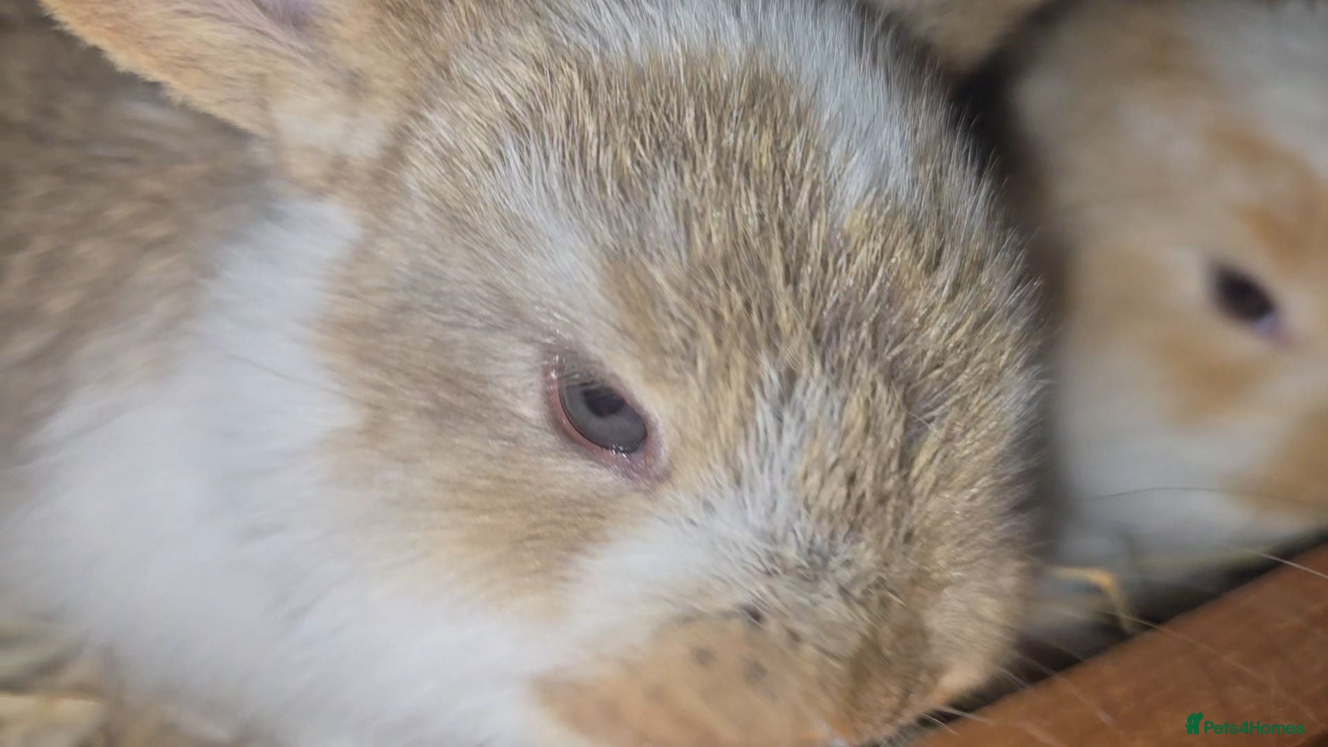 French Lop rabbits Pedigree French Lop - Advert 2