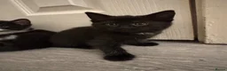 Domestic Shorthair cats for sale: 5 Stunning Kittens ready to reserve - Advert 18