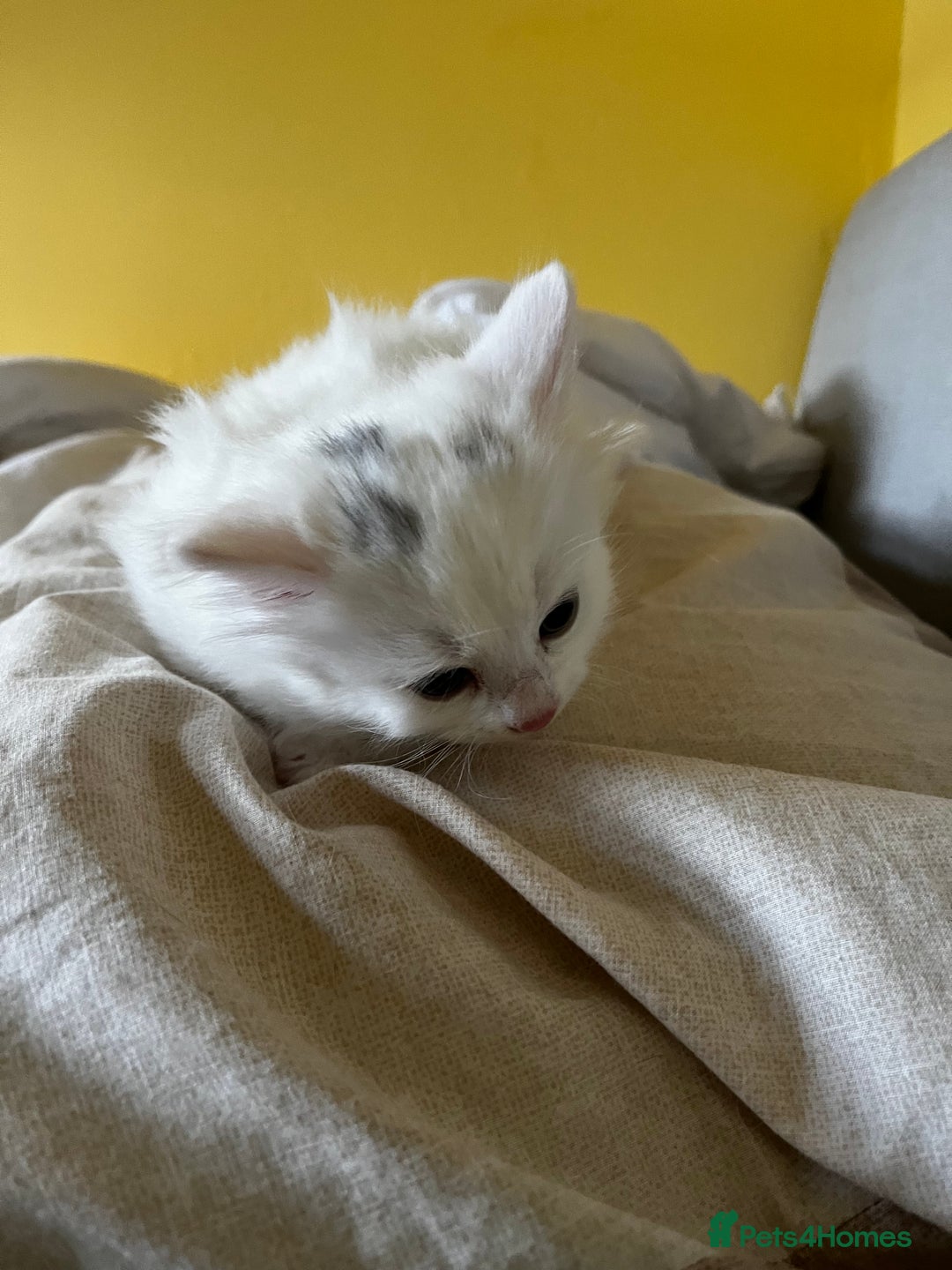 Mixed Breed cats for sale: Super cute fluffy snowball kitten  - Advert 6