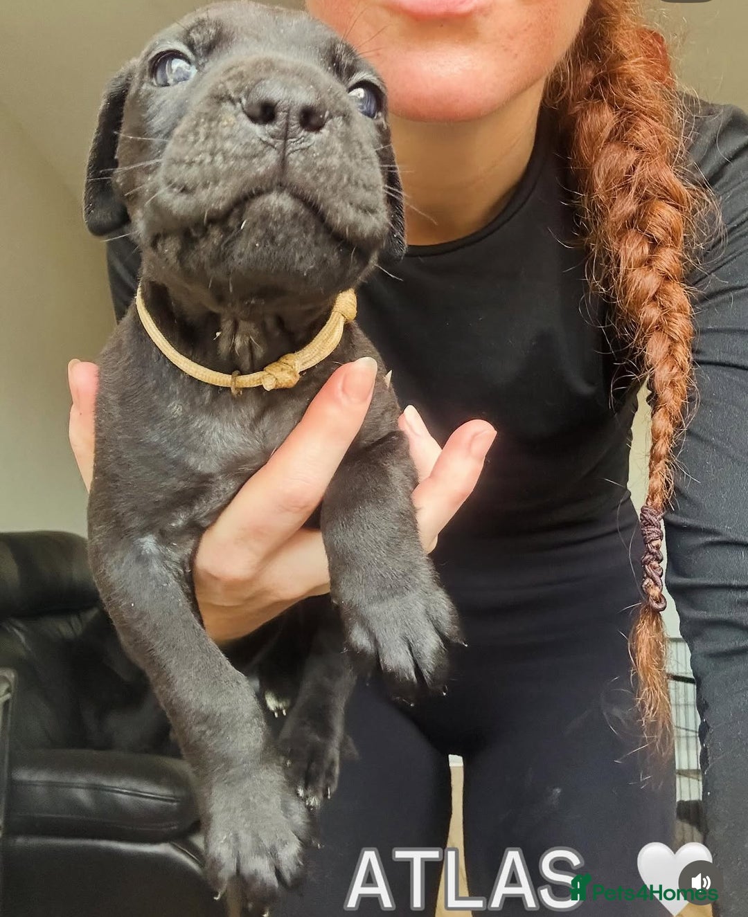 Cane Corso dogs for sale: READY REDUCED CANE CORSO - Image 30