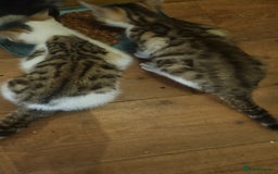 Mixed Breed cats for sale: Beautiful half bengal kittens  - Image 10