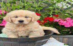 Golden Retriever dogs for sale: 4 left gorgeous kc reg golden retriever puppies  - Image 7