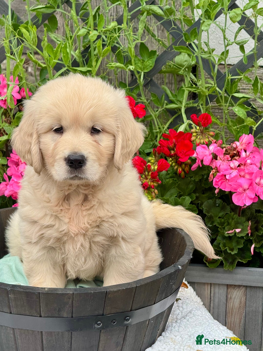 Golden Retriever dogs for sale: 4 left gorgeous kc reg golden retriever puppies  - Image 7