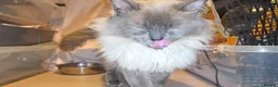 Ragdoll cats for sale: Male entire blue point ragdoll  - Advert 3