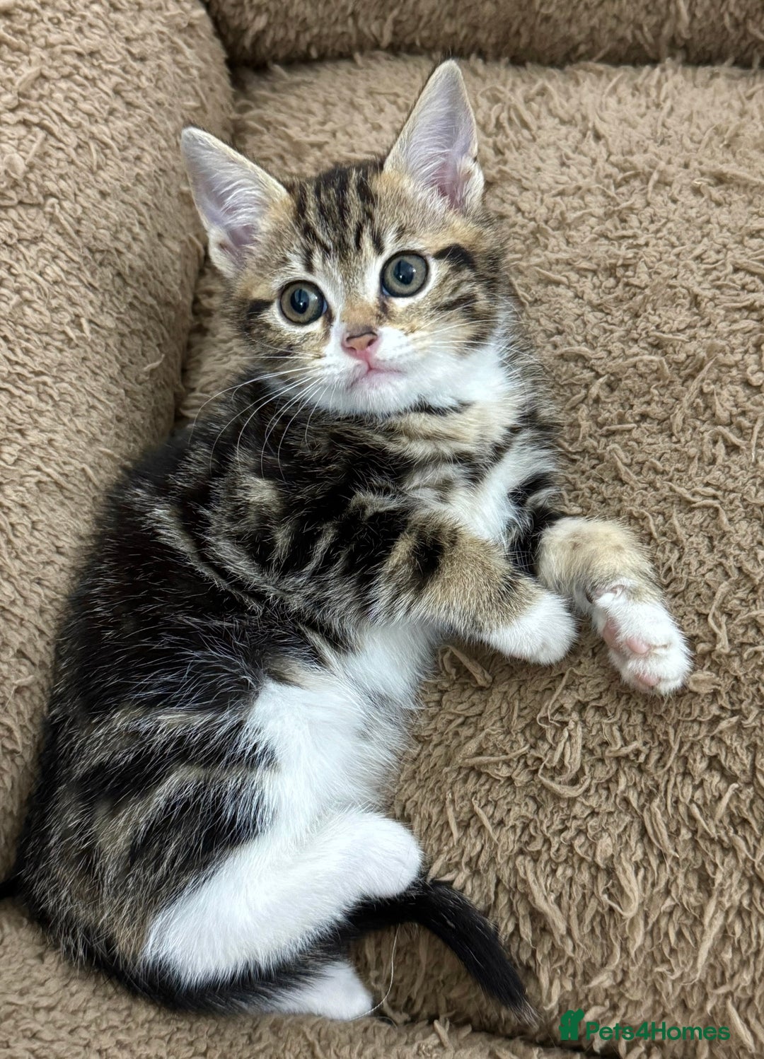 Mixed Breed cats for sale: BEAUTIFUL KITTENS - Image 8