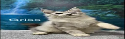 Maine Coon cats for sale: High silver TICA Registered Maine Coon Kittens  - Advert 15