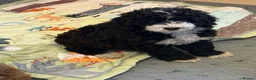 Bernedoodle dogs for sale: Beautiful Bernidoodles - Advert 6