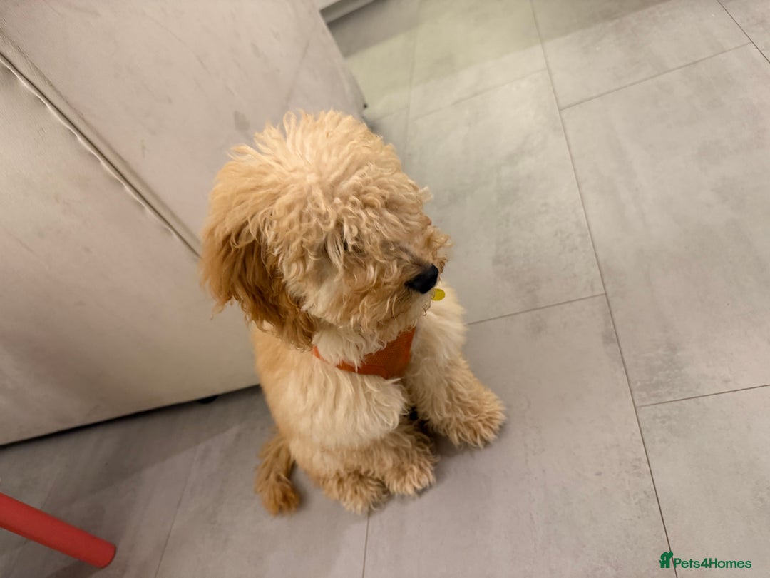 Cockapoo dogs for sale: Cockapoo - Image 5