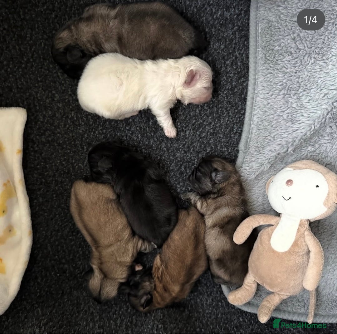 Pekingese dogs for sale: Biggiwigs Pekingese Puppy Availability - Advert 6