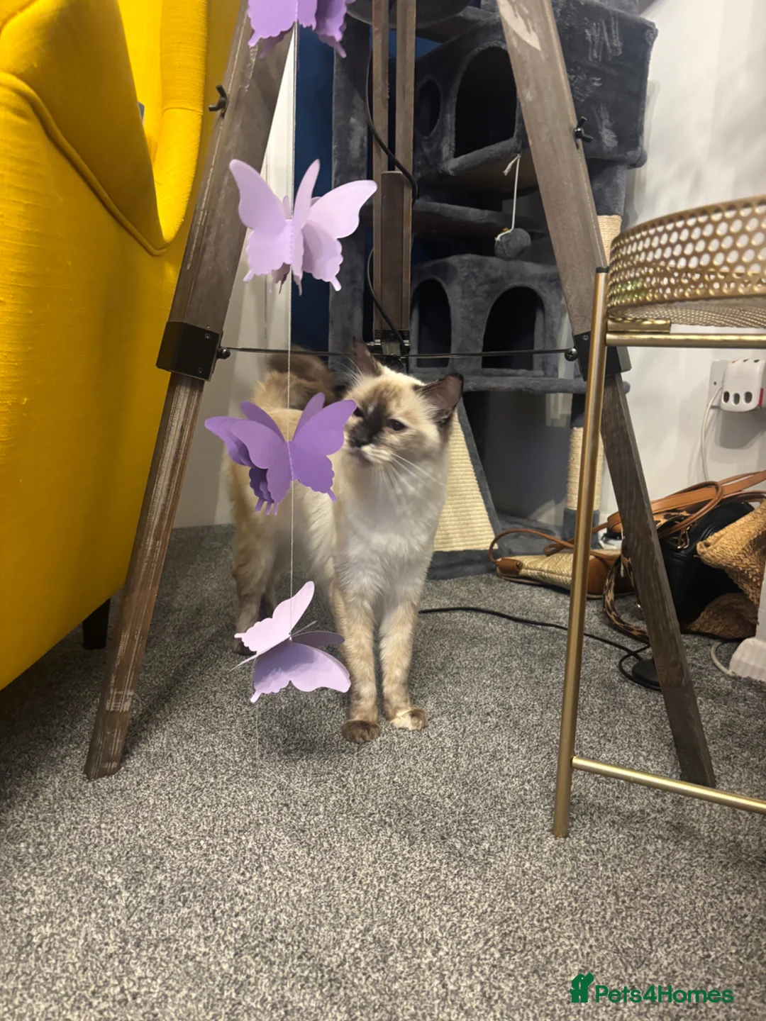 Mixed Breed cats for sale: Ragdoll x kittens  in Dereham - Advert 2