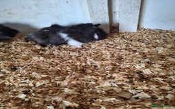 Guinea Pig rodents for sale: Female guinea pigs, various ages - Image 9
