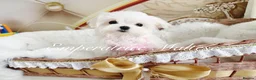 Maltese dogs for sale: Tiny KC Reg. Korean Show line puppies!  - Advert 2