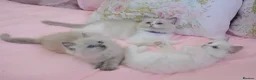 Ragdoll cats for sale: Beautiful Ragdolls  in Oldbury - Advert 29