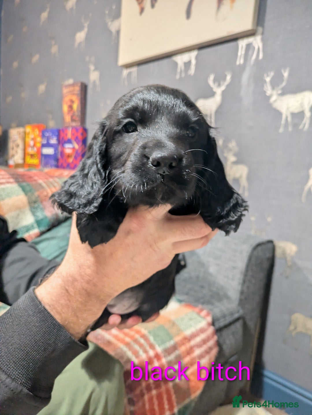 Cocker Spaniel dogs for sale: Cocker spaniel puppies READY NOW  - Advert 8