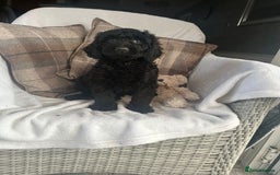 Cockapoo dogs for sale: F1 miniature gorgeous cockapoo puppies  - Image 30
