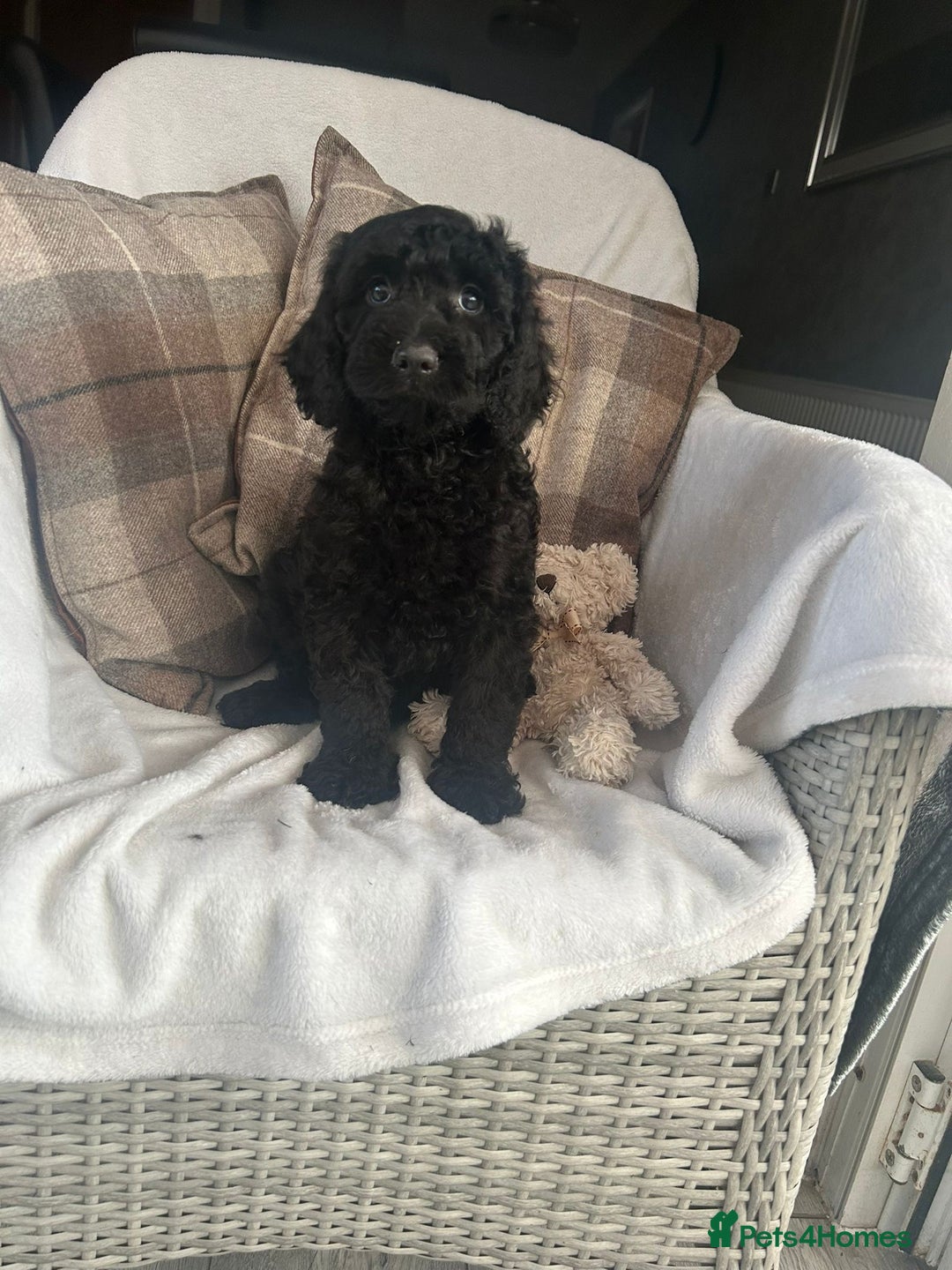 Cockapoo dogs for sale: F1 miniature gorgeous cockapoo puppies  - Image 30