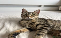 Persian cats for sale: Meet Bonnie - Looking for a New Home - Advert 1