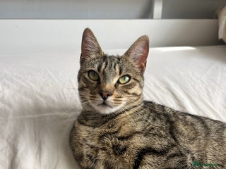 Persian cats Meet Bonnie - Looking for a New Home - Advert 12