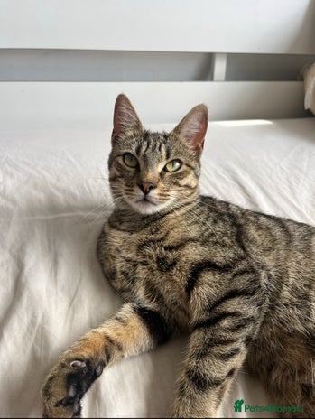 Persian cats Meet Bonnie - Looking for a New Home - Advert 1