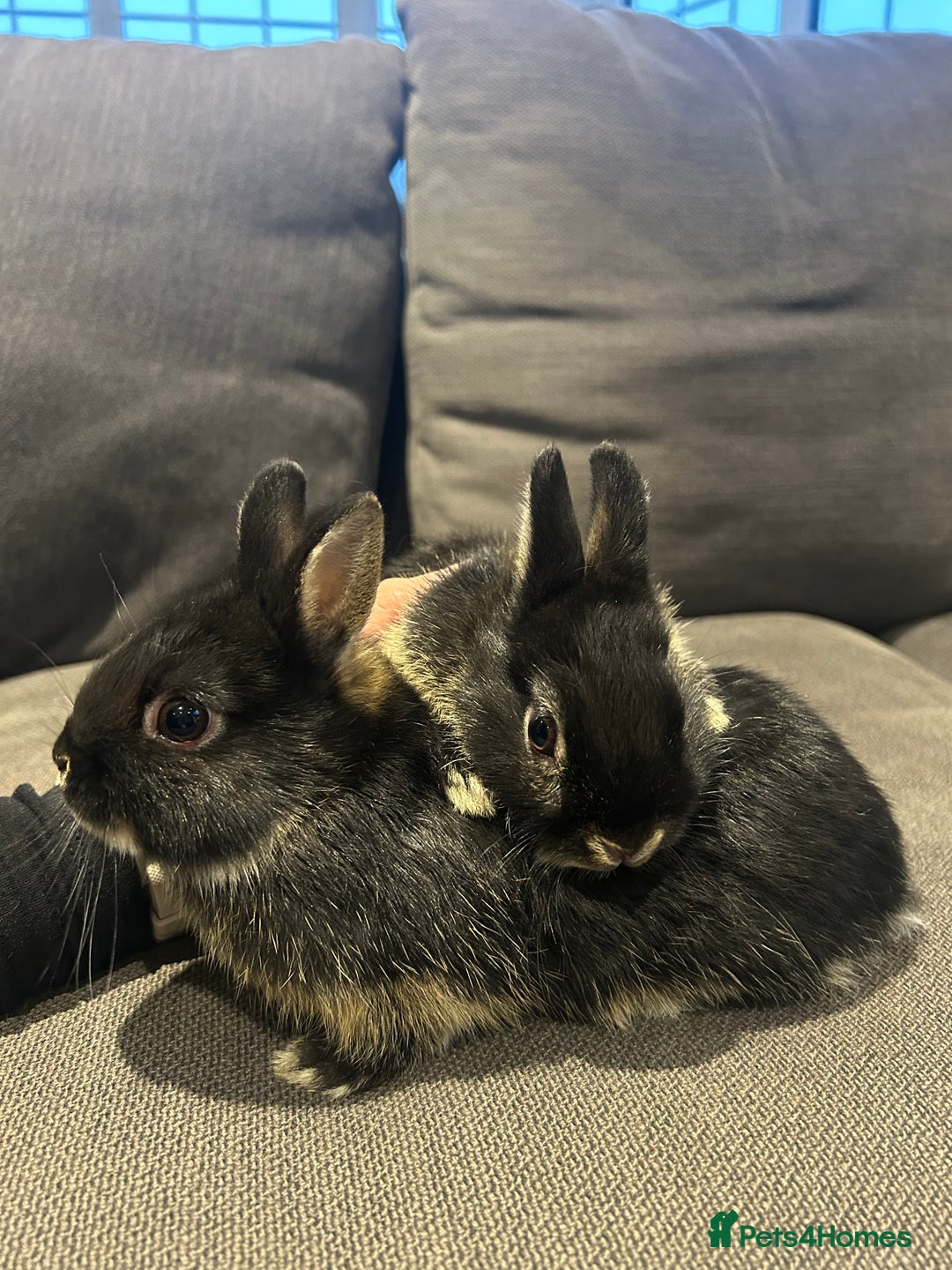 Netherland Dwarf rabbits for sale: Brother & sister bunnies to be homed together  - Advert 3