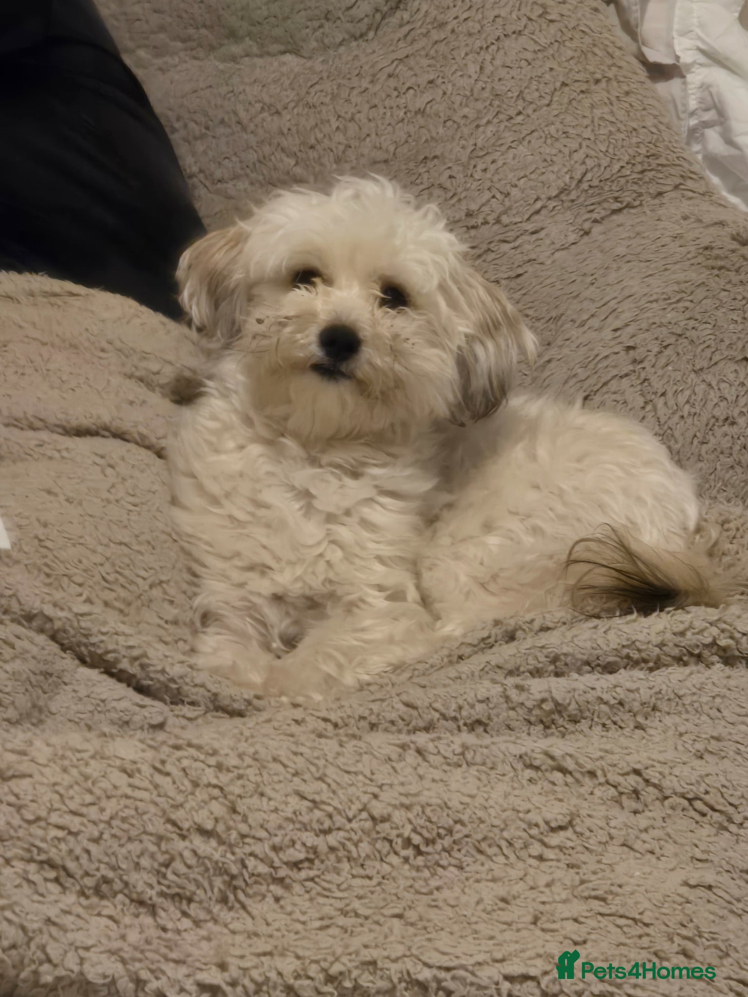 Maltipoo dogs for sale: Roxy  in Chester-le-Street - Advert 4