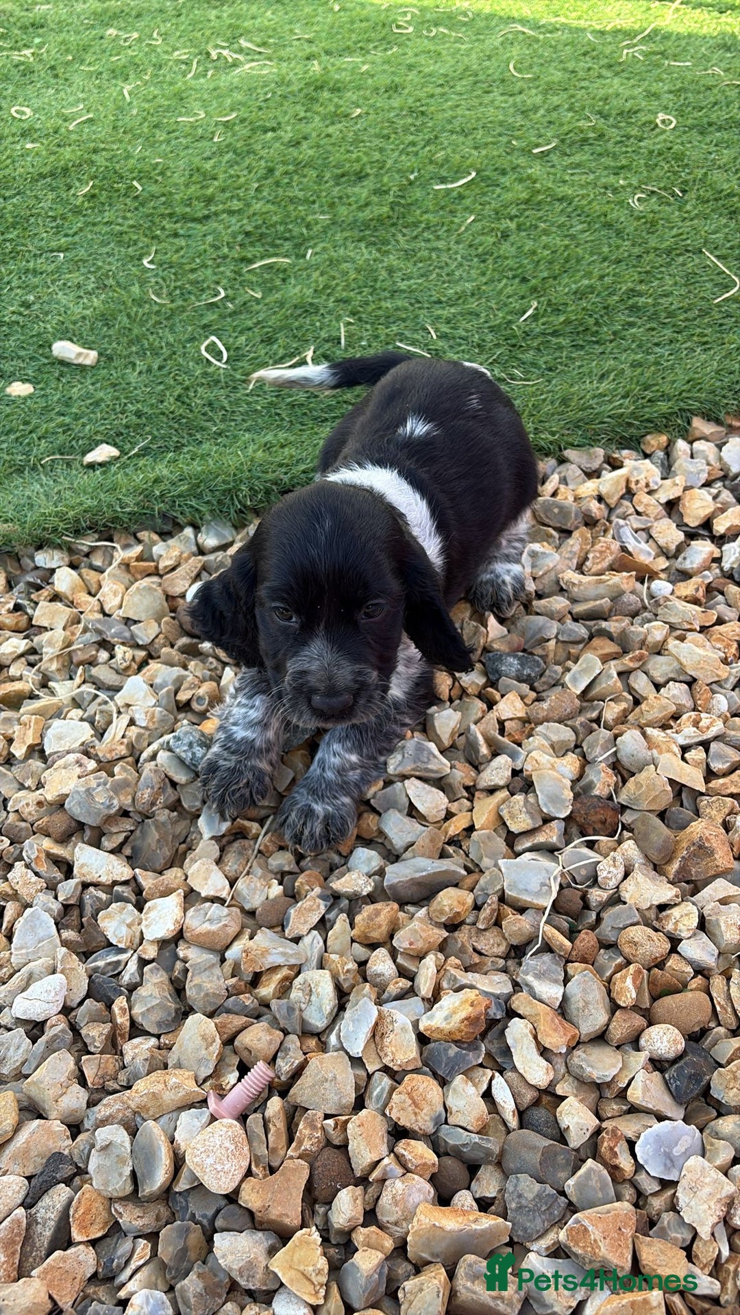Cocker Spaniel dogs for sale: Showtype cocker spaniel - Image 3